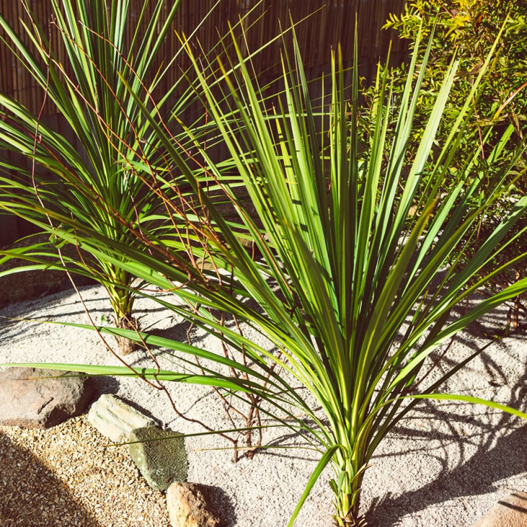 Grüne Cordyline australis (Samen) - Keulenlilie