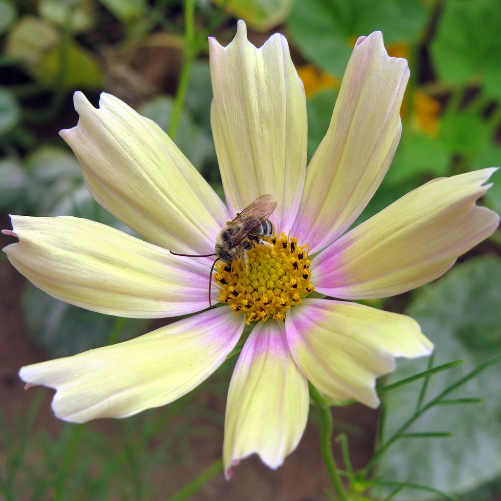 Schmuckkörbchen Apricot Lemonade (Samen) - Cosmos