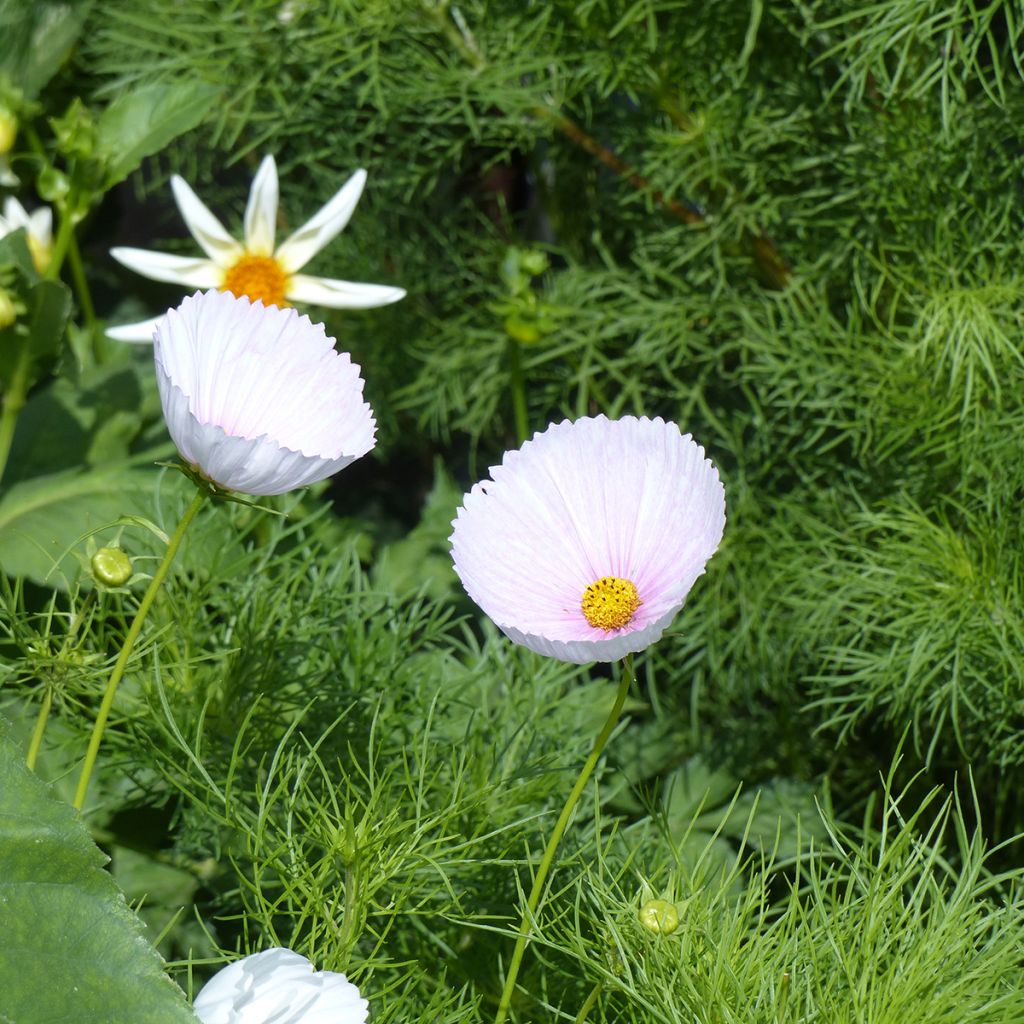 Schmuckkörbchen Cupsy Blush BIO (Samen) - Cosmos