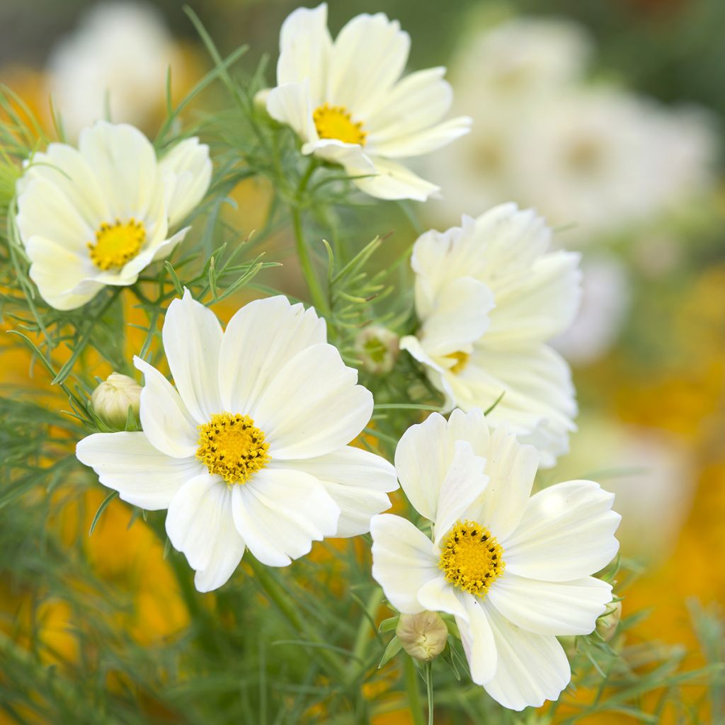 Cosmos sulphureus Kiiro (Samen) - Gelbes Schmuckkörbchen