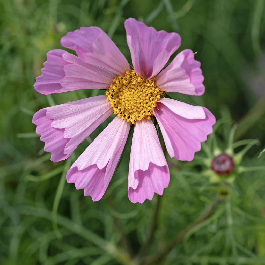 Schmuckkörbchen Pinwheel Pink (Samen) - Cosmos
