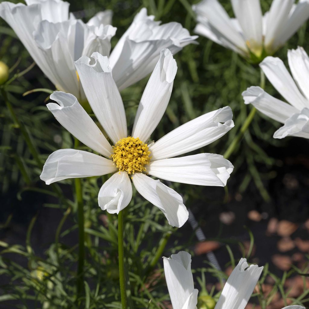 Schmuckkörbchen Pinwheel White (Samen) - Cosmos