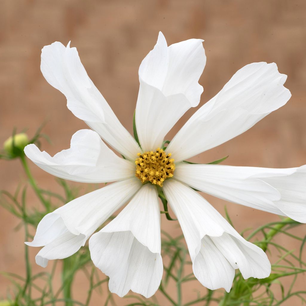 Schmuckkörbchen Pinwheel White (Samen) - Cosmos