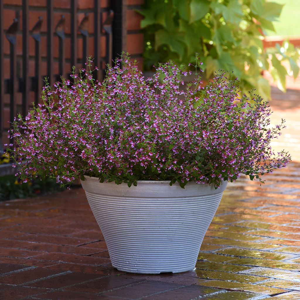 Cuphea Pink Shimmer (Pillierte Samen) - Köcherblume