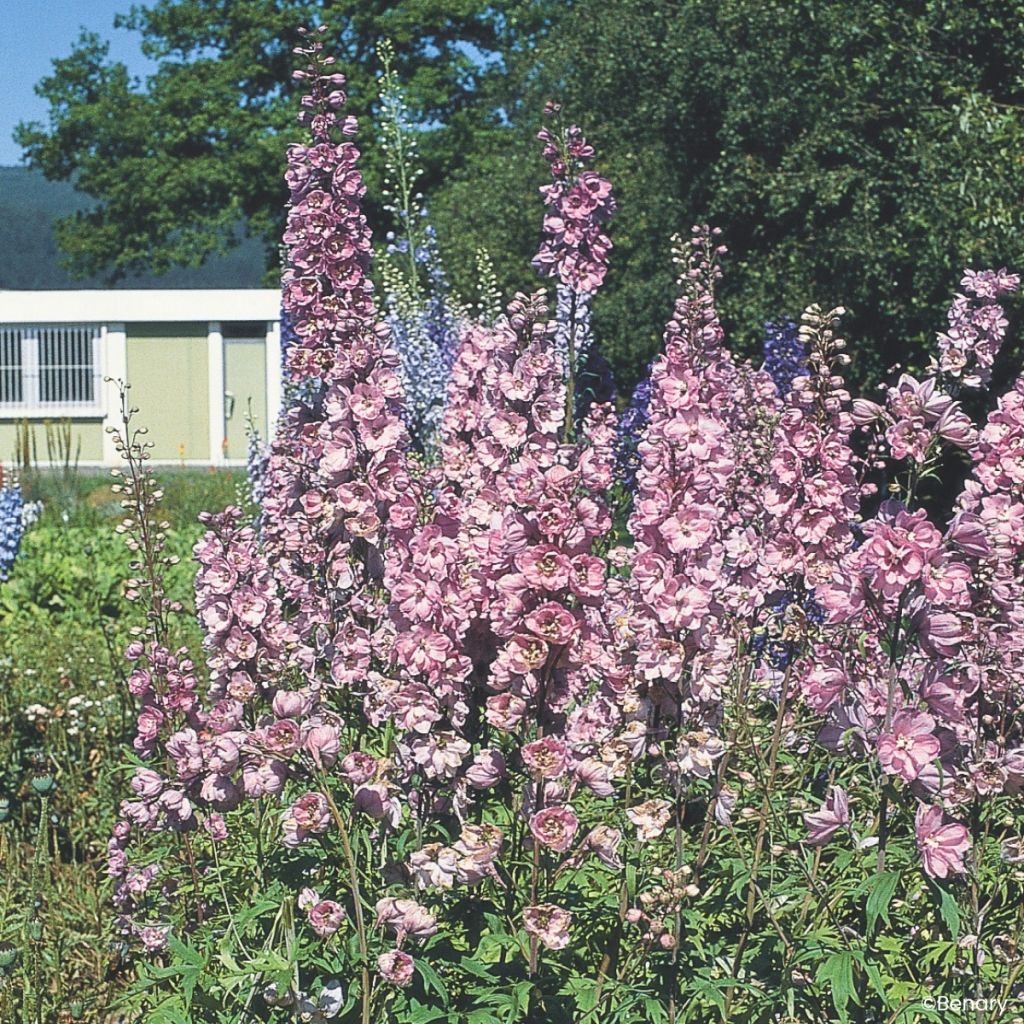 Pacific-Rittersporn Astolat (samen) - Delphinium