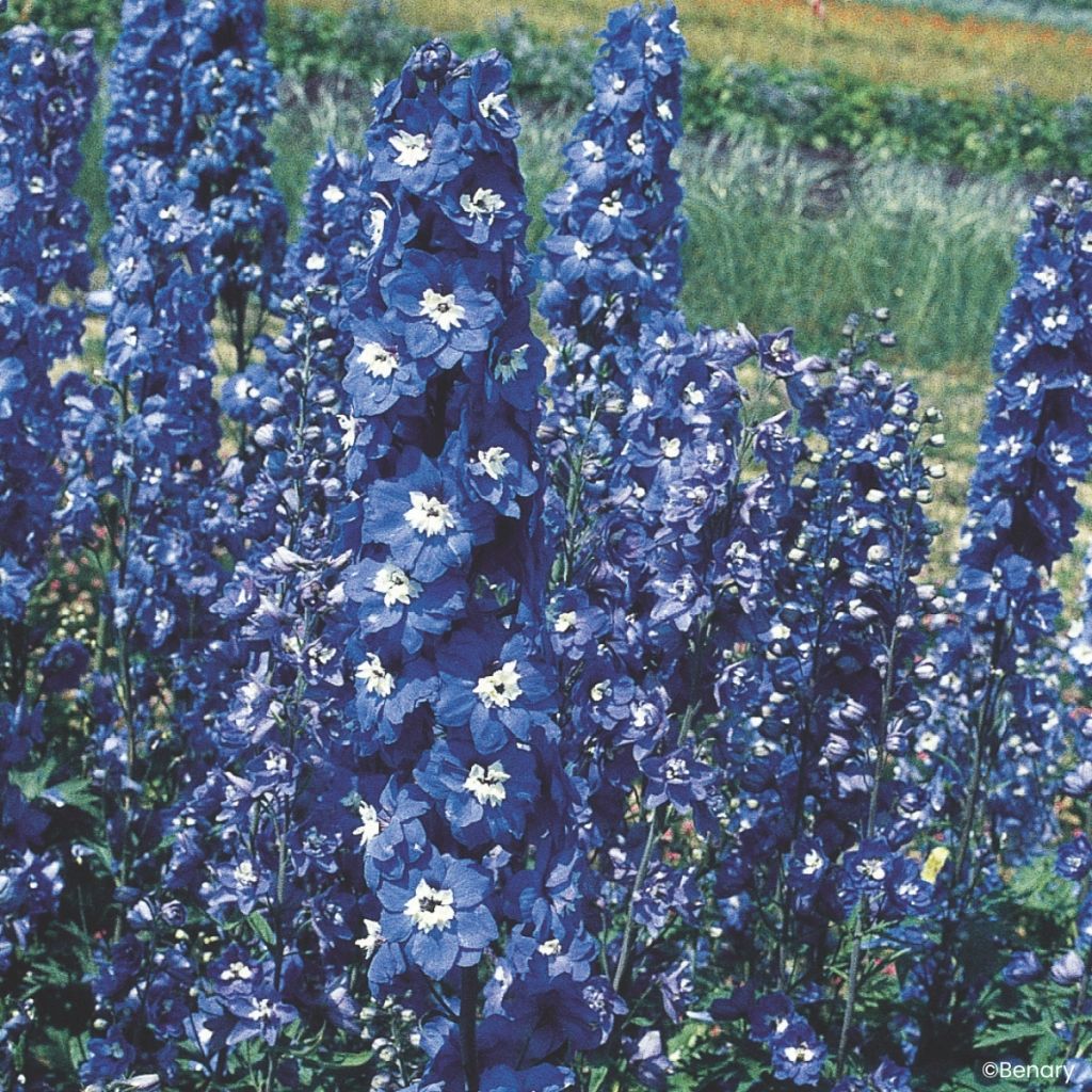 Pacific-Rittersporn Blue bird (samen) - Delphinium