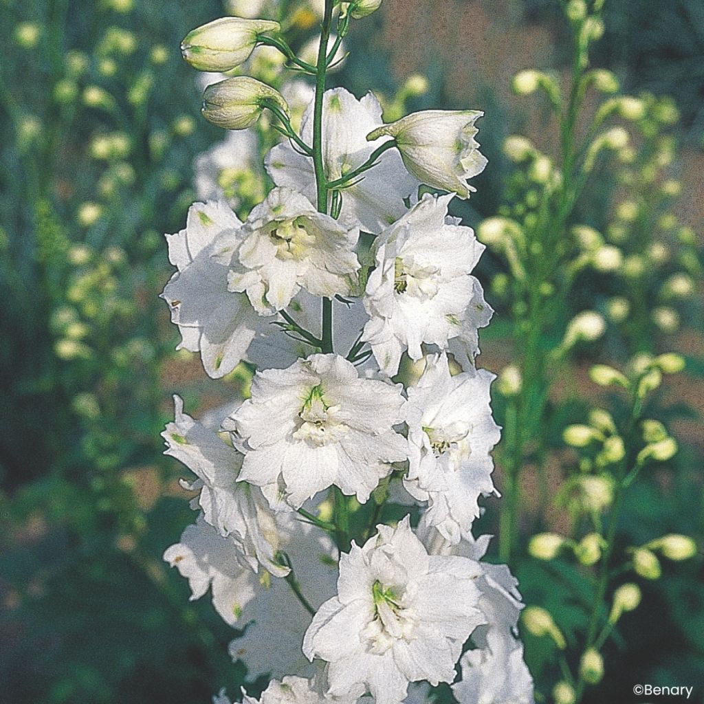 Pacific-Rittersporn Galahad (samen) - Delphinium