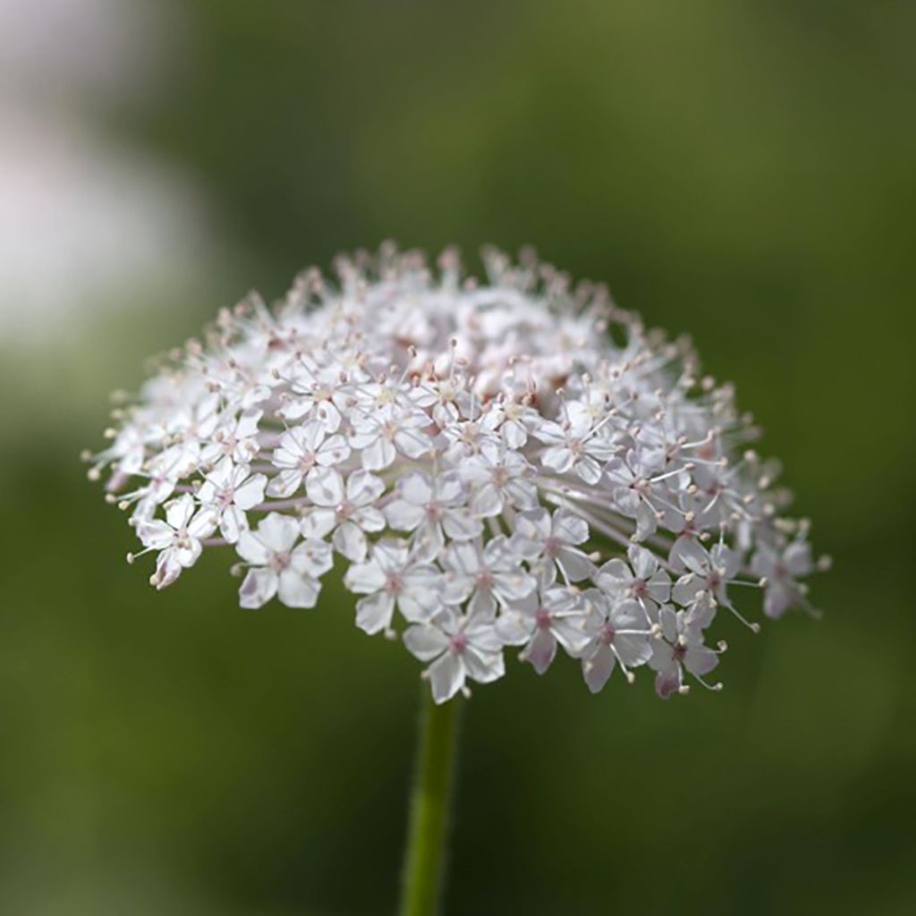 Trachymene coerulea Lace Pink (Samen) - Blaudolde