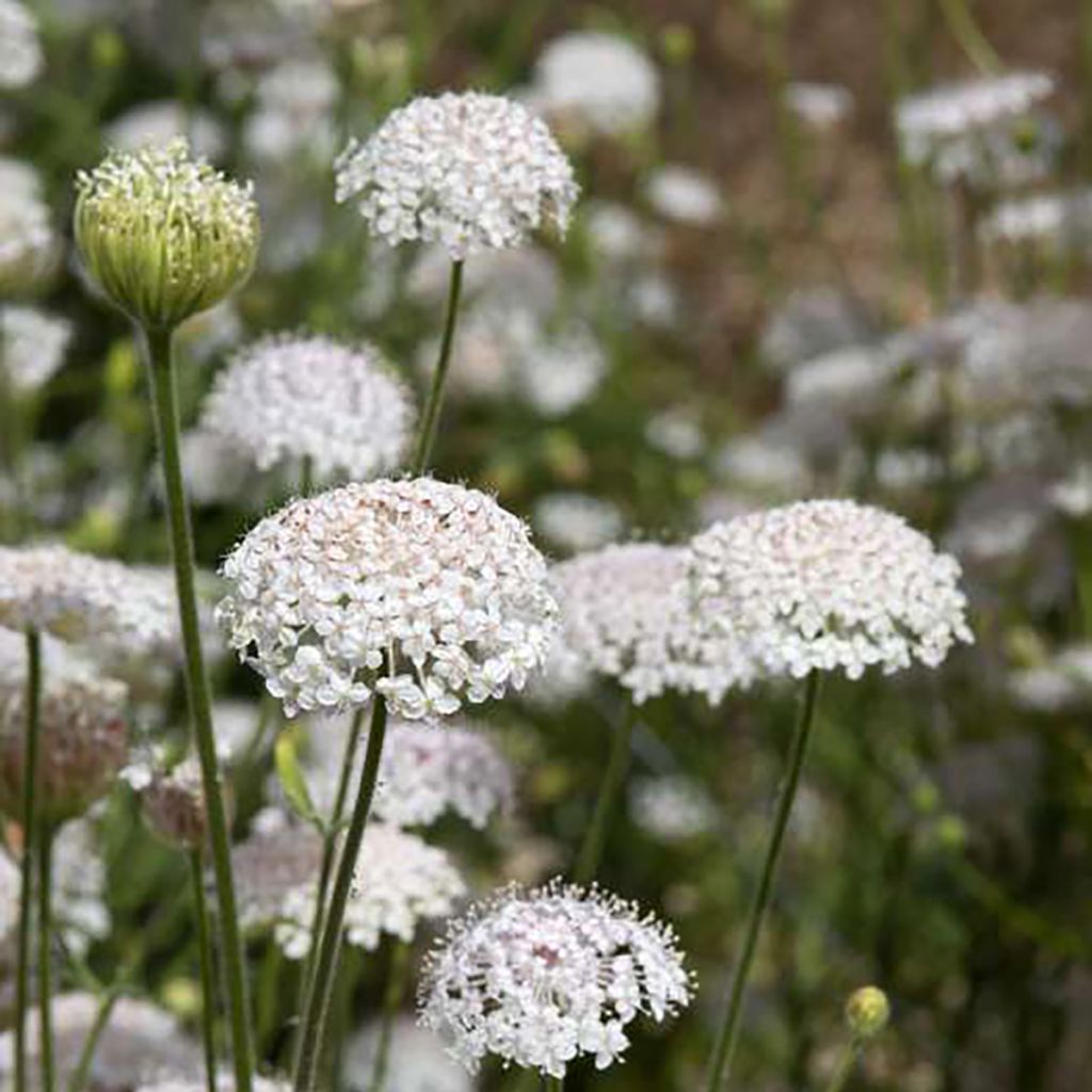 Trachymene coerulea Lace Pink (Samen) - Blaudolde