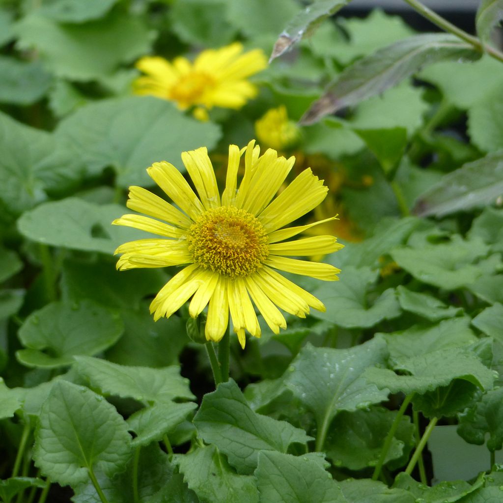 Doronicum caucasicum Little Leo - Kaukasus-Gämswurz