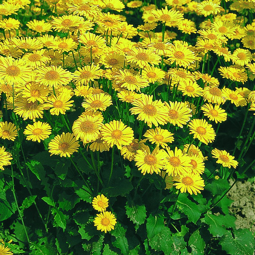 Doronicum caucasicum Little Leo - Kaukasus-Gämswurz