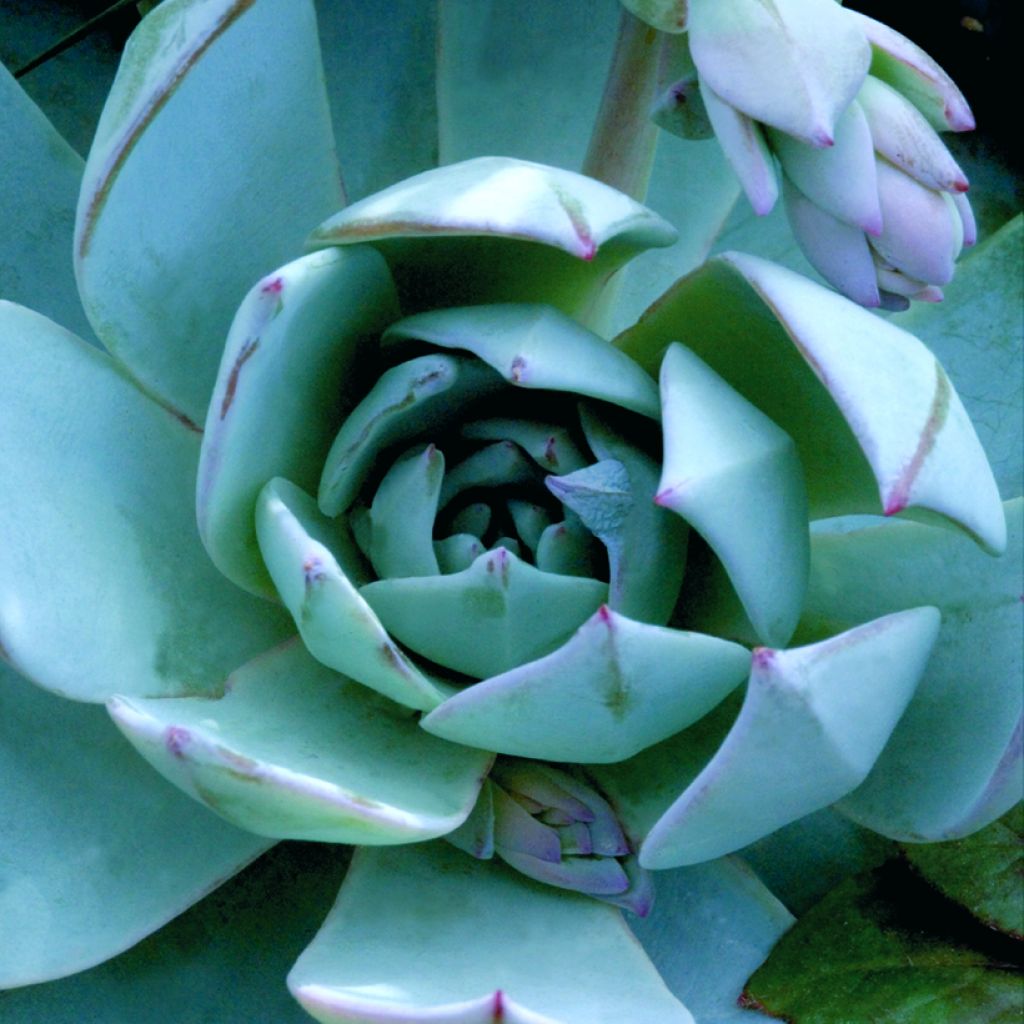 Echeveria peacockii Urban Orange - Echeverie