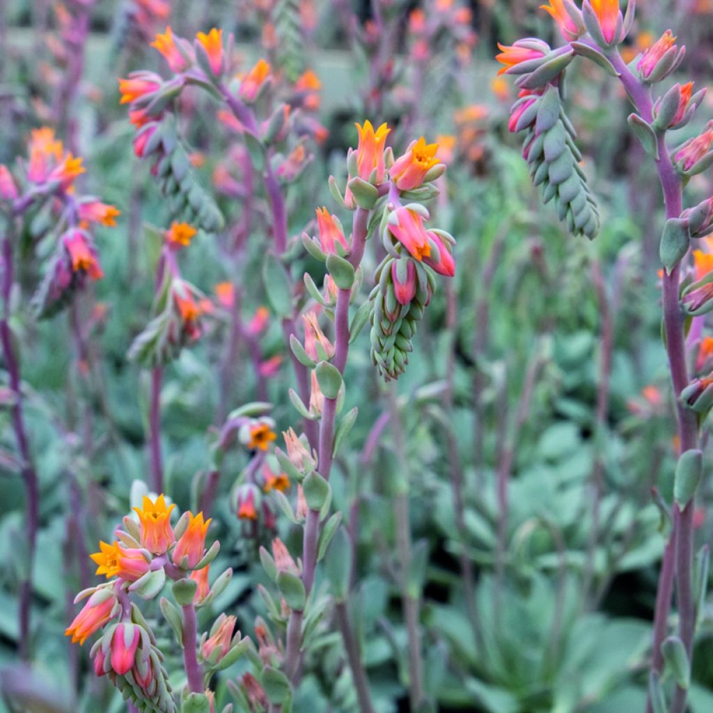 Echeveria peacockii Urban Orange - Echeverie