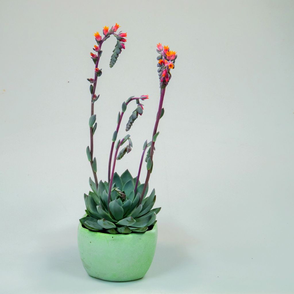 Echeveria peacockii Urban Orange - Echeverie