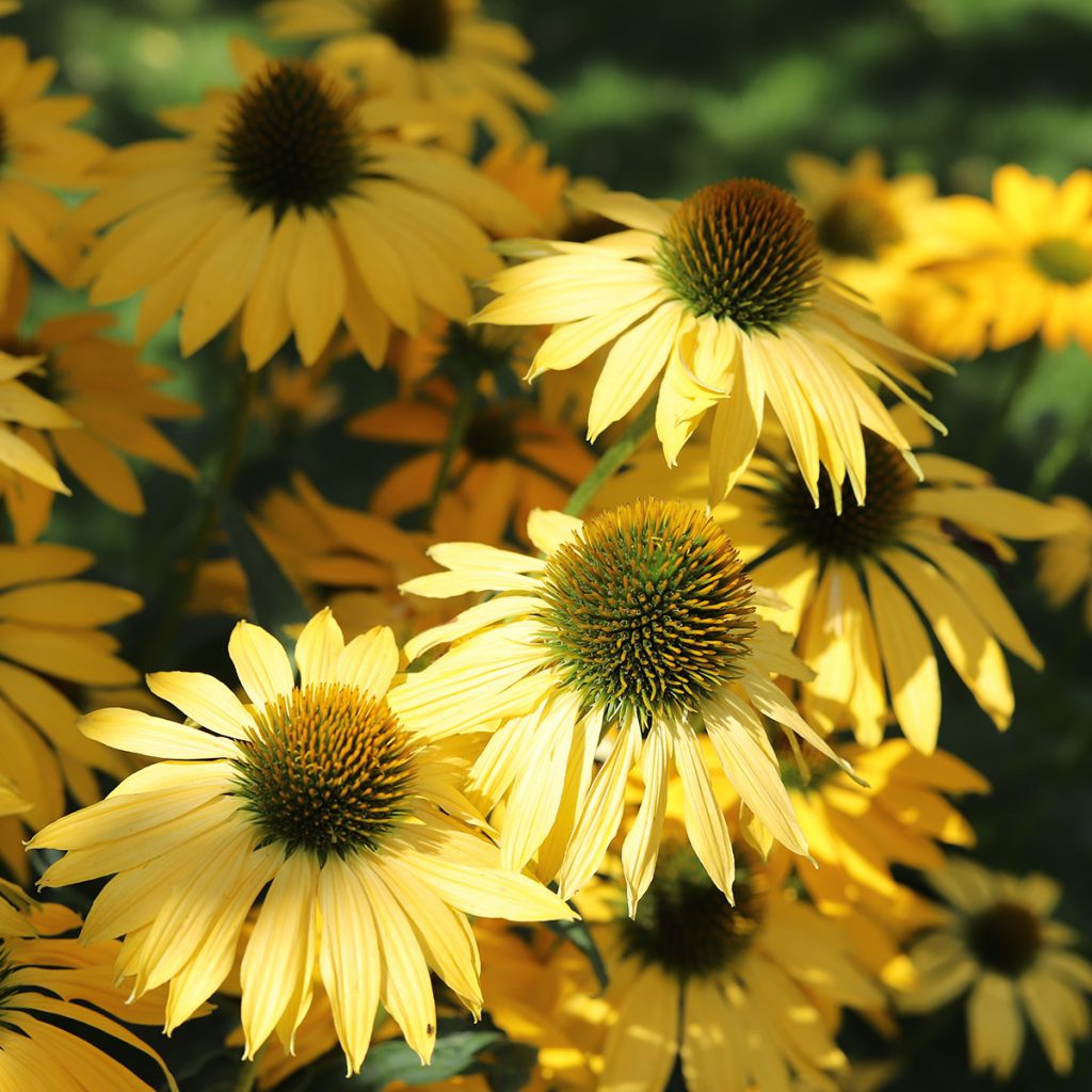 Echinacea purpurea Paradiso Yellow (Samen) - Scheinsonnenhut