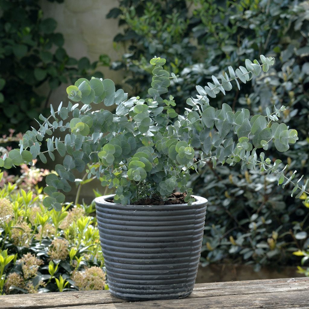 Eucalyptus pulverulenta Baby Blue Spiral (Samen)