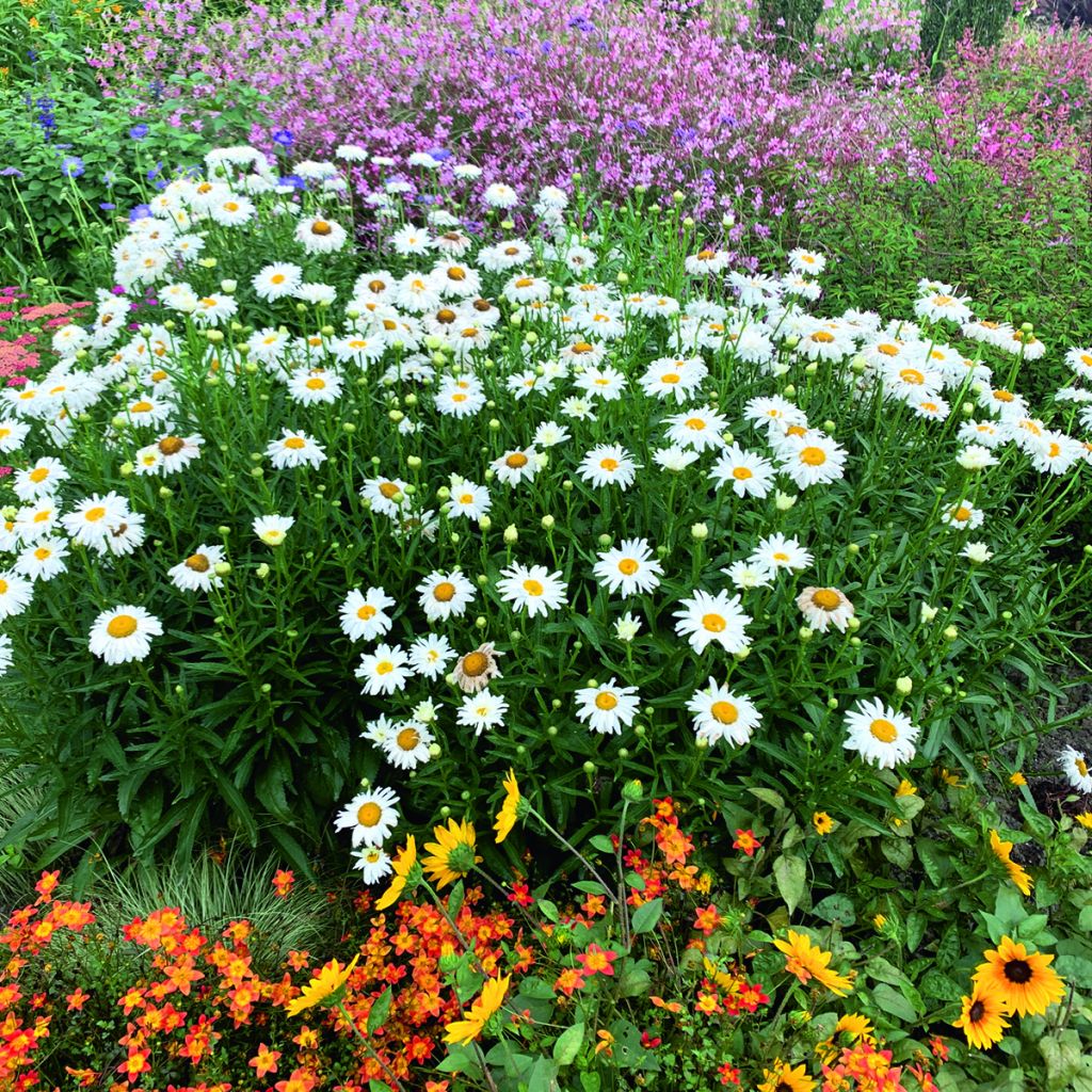 Großblumige Margerite Crazy Daisy - Leucanthemum x superbum