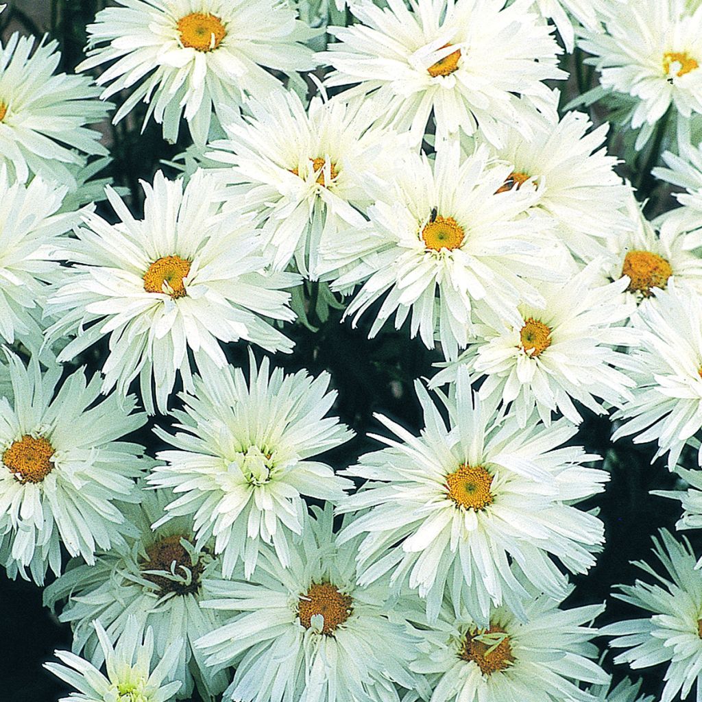 Großblumige Margerite Crazy Daisy - Leucanthemum x superbum