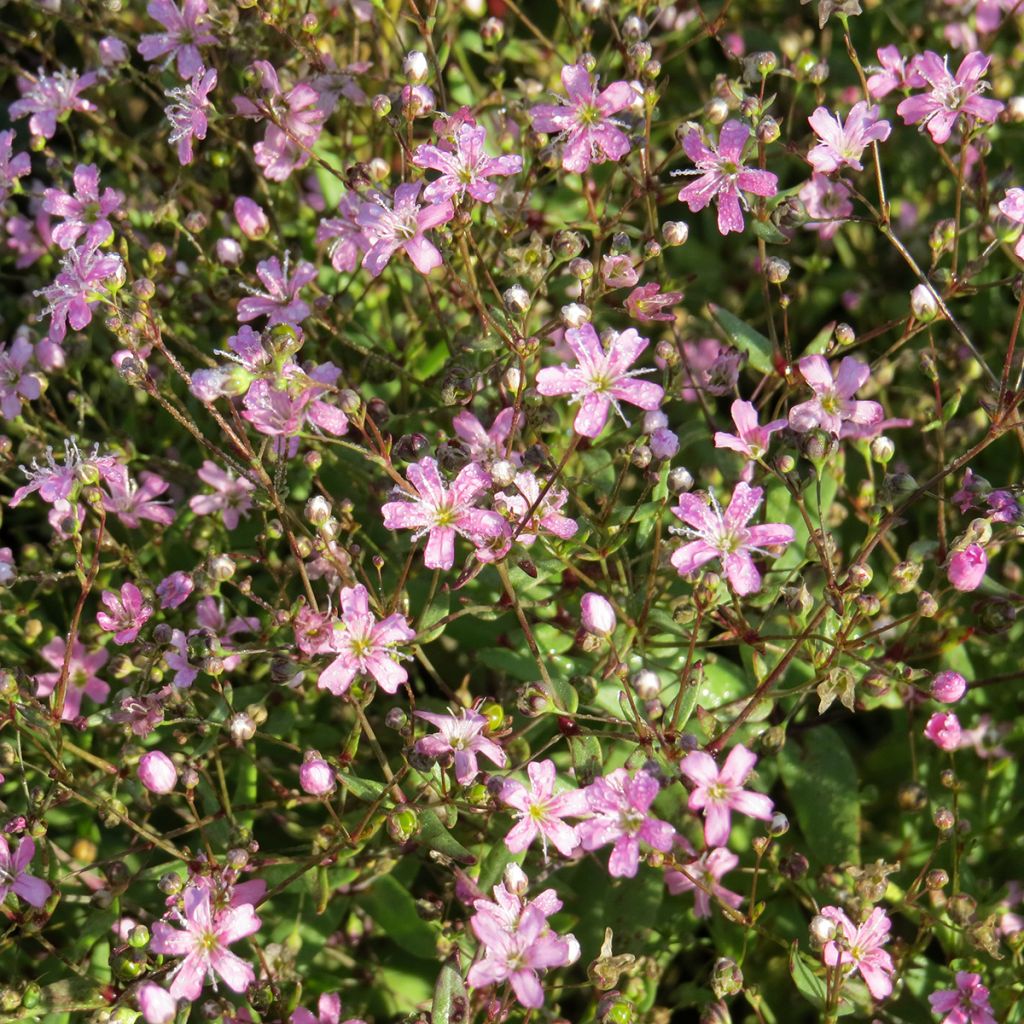 Schleierkraut elegans Rosea (Samen) - Gypsophila elegans