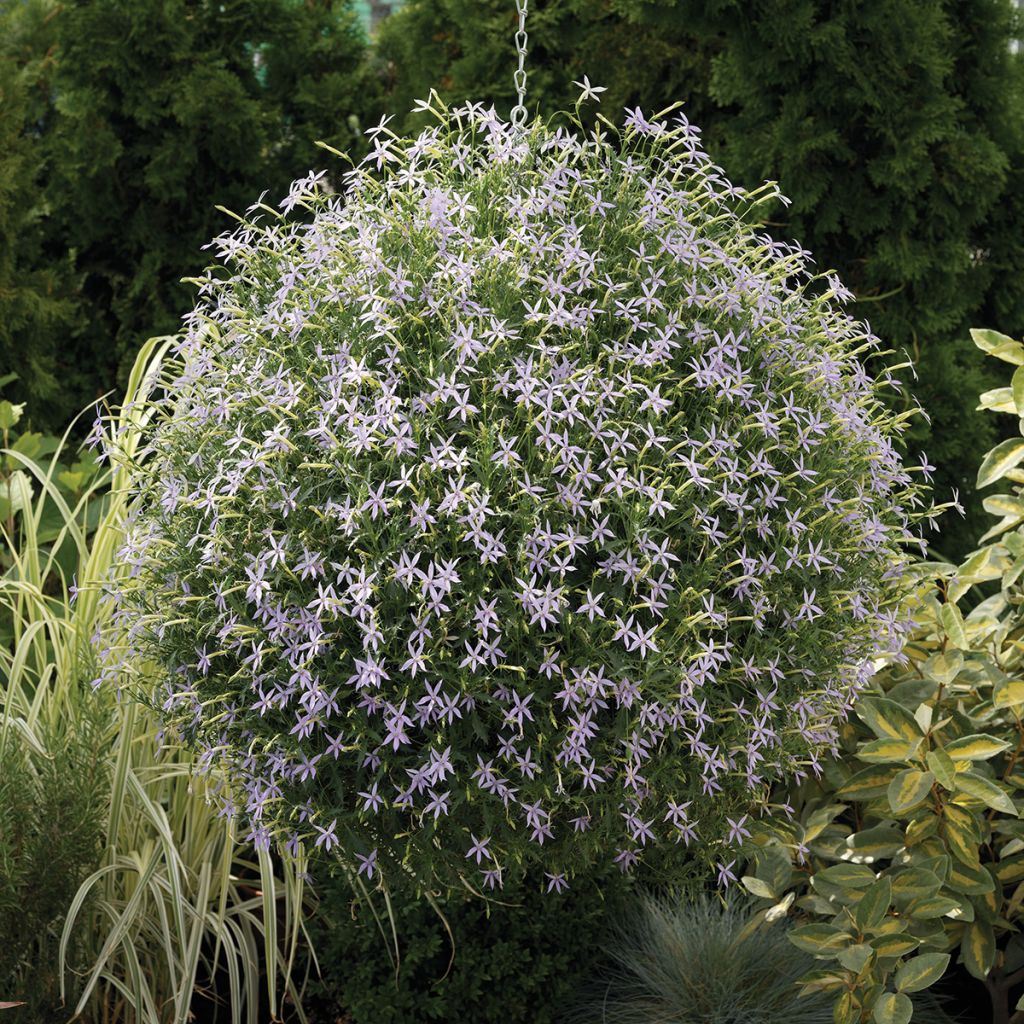 Isotoma axilaris Starshine Blue (Pillierte Samen) - Schein-Lobelie