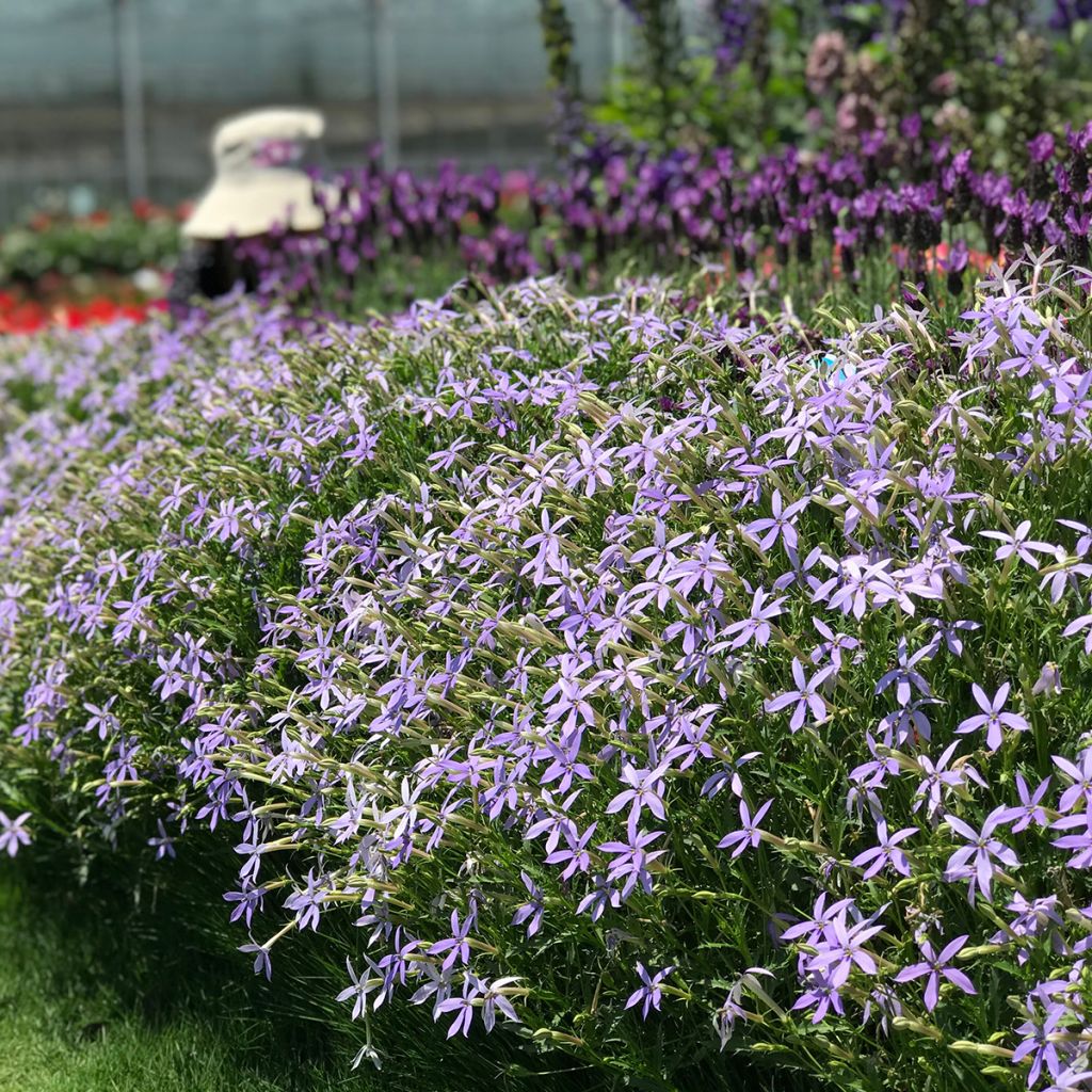 Isotoma axilaris Starshine Blue (Pillierte Samen) - Schein-Lobelie