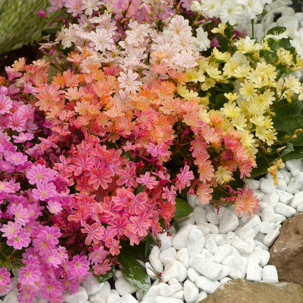 Lewisia cotyledon Elise Mix (Samen) - Bitterwurz