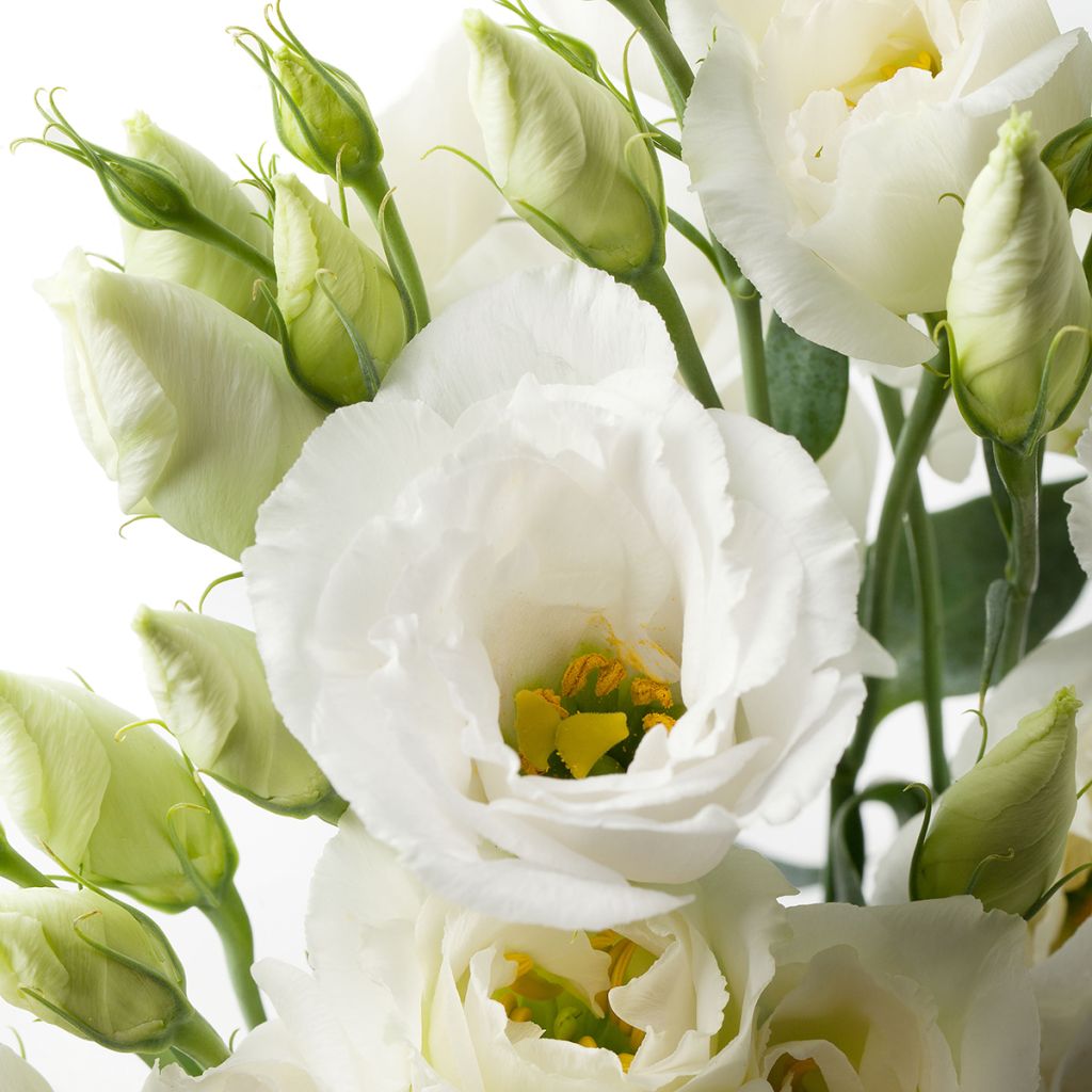 Lisianthus F1 Cessna Pure White III (pillierte samen) - Prärie-Enziane