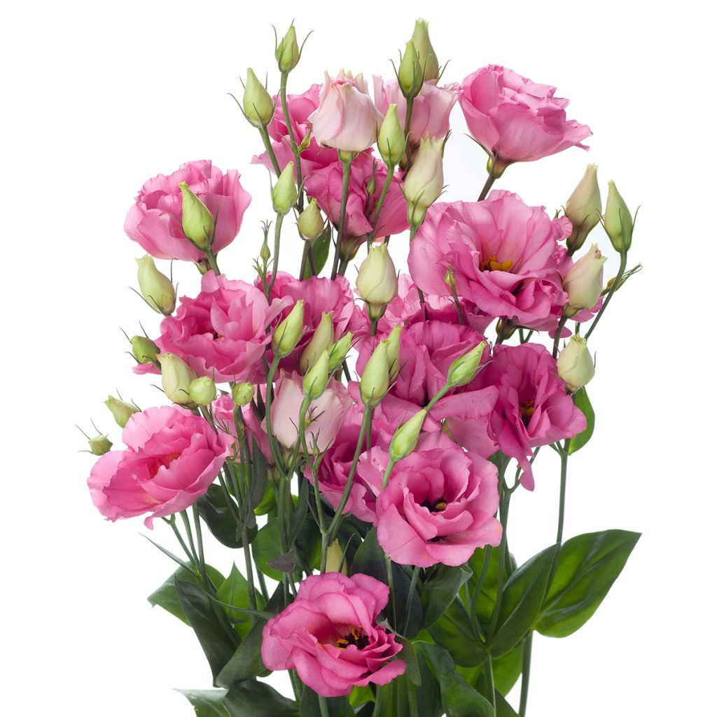 Lisianthus F1 Cessna Rose III (pillierte samen) - Prärie-Enziane
