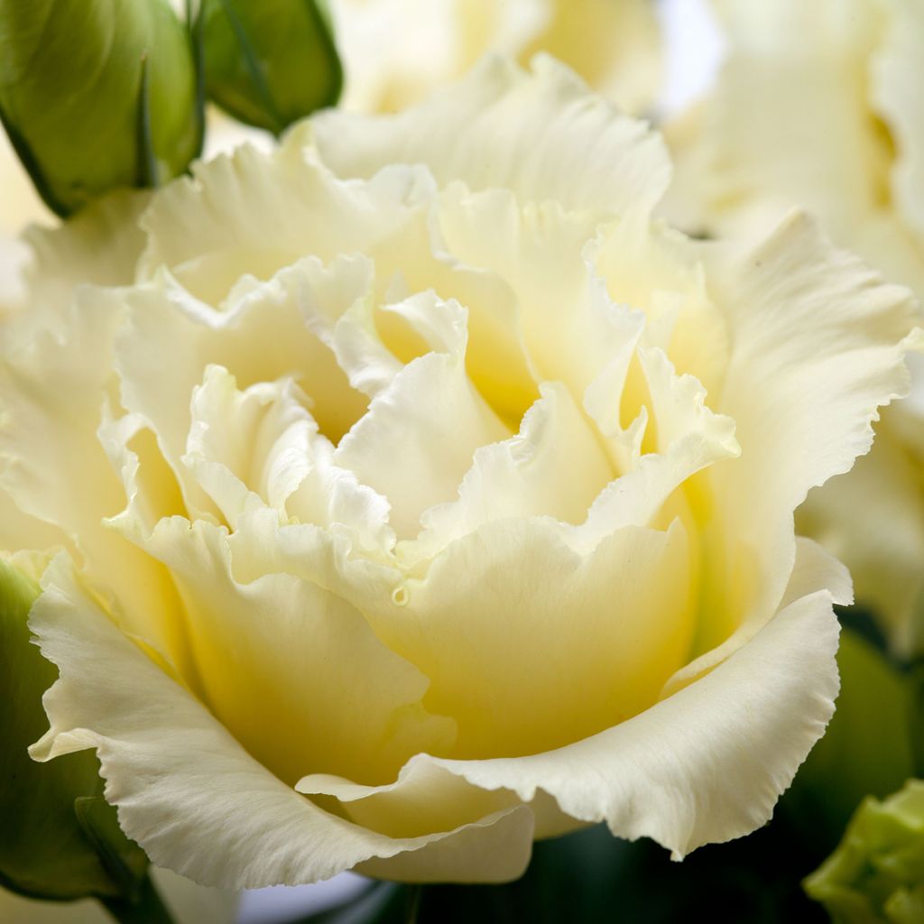 Lisianthus F1 Cessna Yellow III (pillierte samen) - Prärie-Enziane