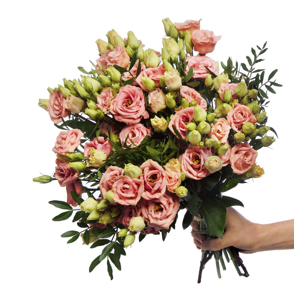 Lisianthus F1 LisAdora Apricot III (pillierte samen) - Prärie-Enziane