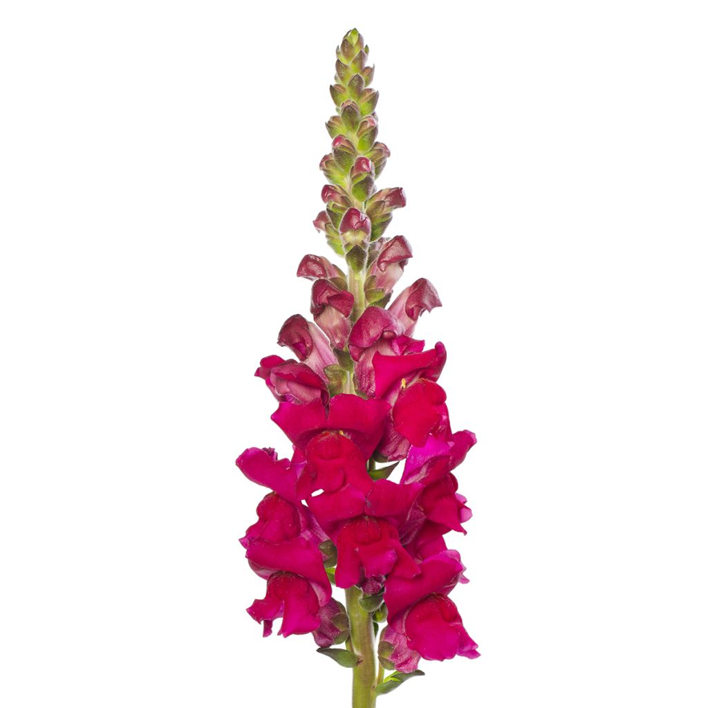 Löwenmäulchen F1 Orleans Lilac IV (Samen) - Antirrhinum majus