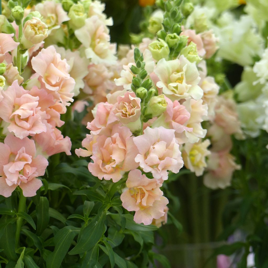 Löwenmäulchen  F1 Snapstar Champagne (Samen) - Antirrhinum