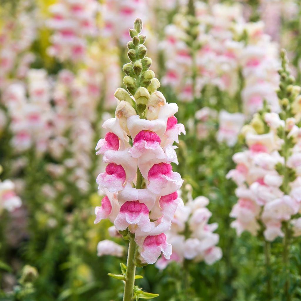 Löwenmäulchen Sweet Duet Appleblossom (Samen) - Antirrhinum