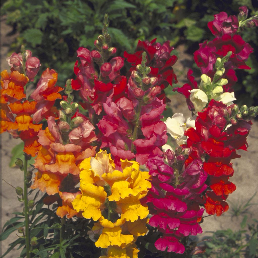 Löwenmäulchen Majestic Mix (Samen) - Antirrhinum majus