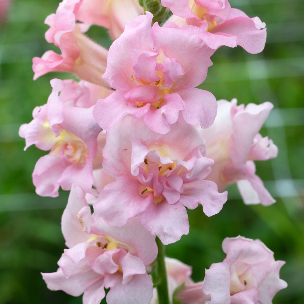Löwenmäulchen Madame Butterfly F1 Pink (Samen) - Antirrhinum
