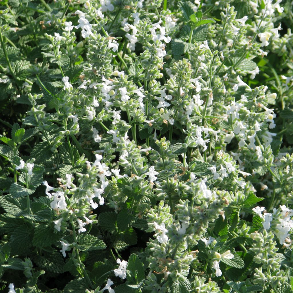 Nepeta racemosa Weiß (Samen) - Traubige Katzenminze