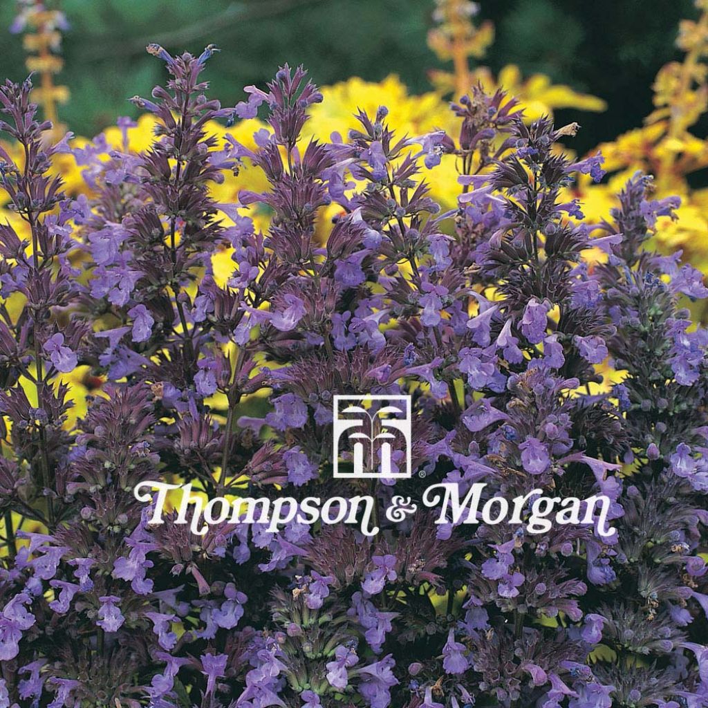 Katzenminze Blue Infinity (Samen) - Nepeta transcaucasica