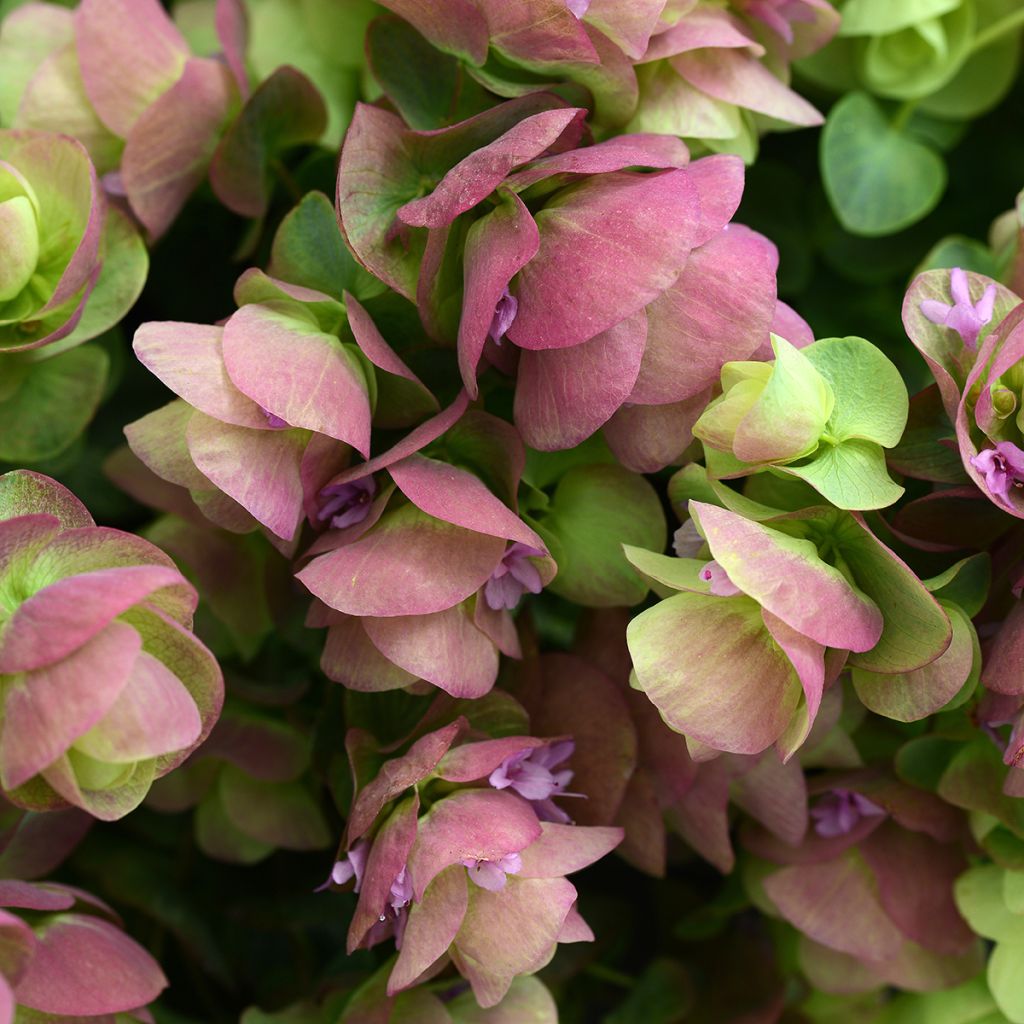 Gewöhnlicher Dost Kirigami (Pillierte Samen) - Origanum rotundifolium 