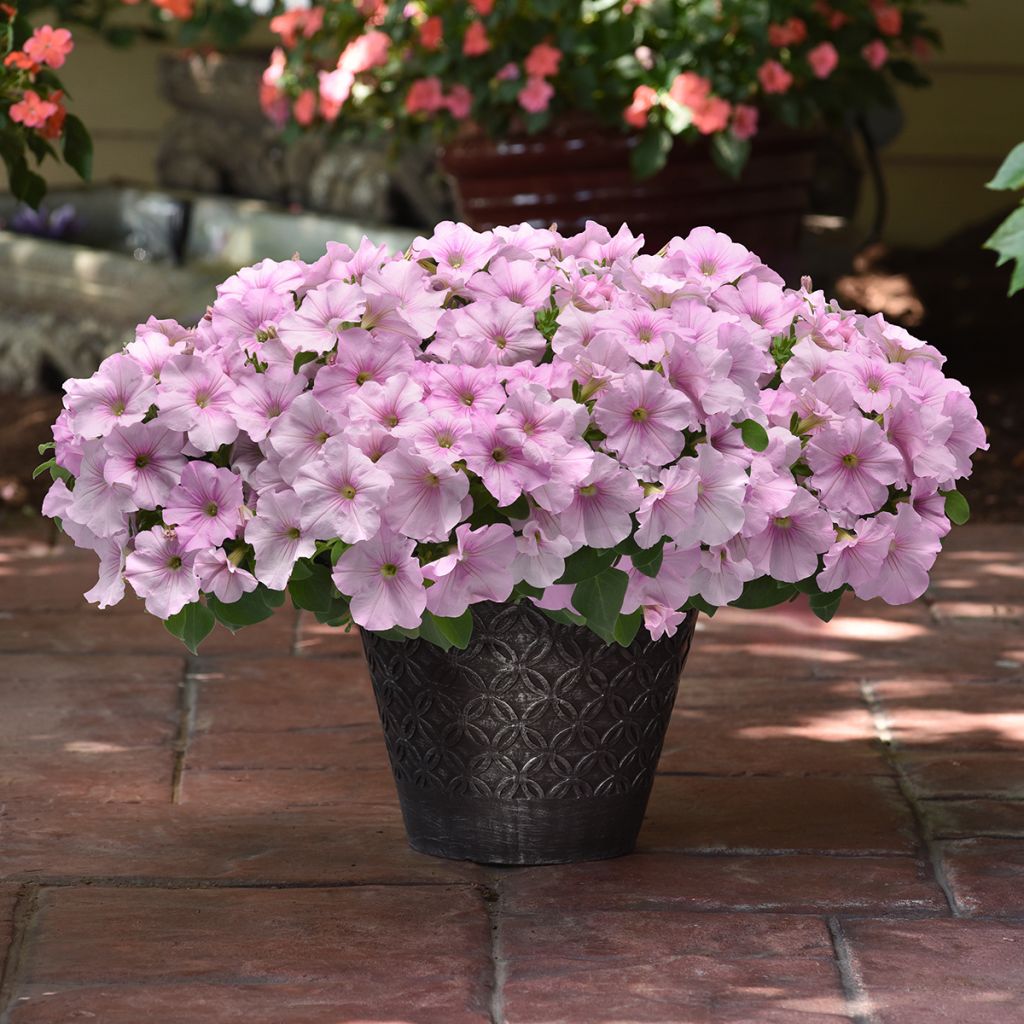 Petunie F1 Easy Wave Pink Pearl (Samen)