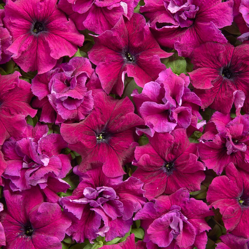 Graines de Pétunia grandiflora Purple Dwarf (1958) (enrobées)