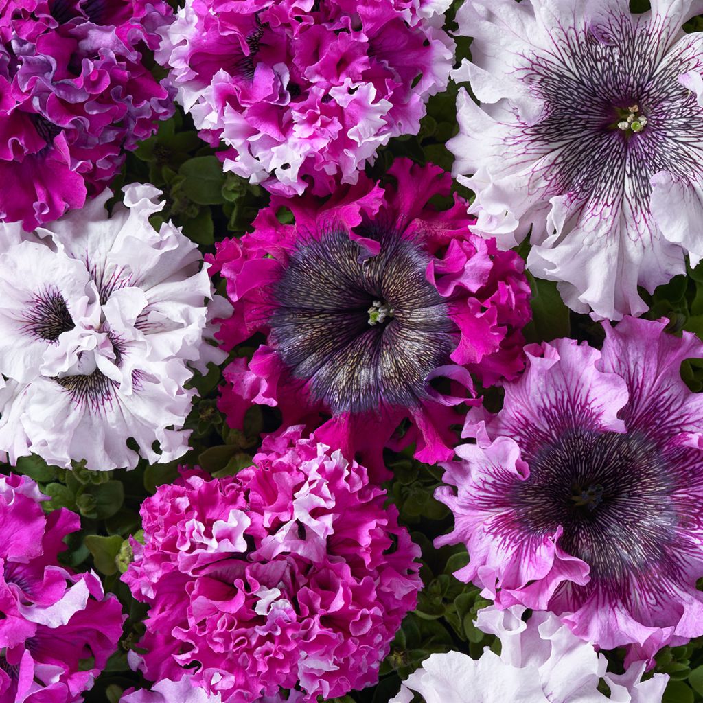 Petunia grandiflora Superbissima Cerny's Triumph (Pillierte Samen)