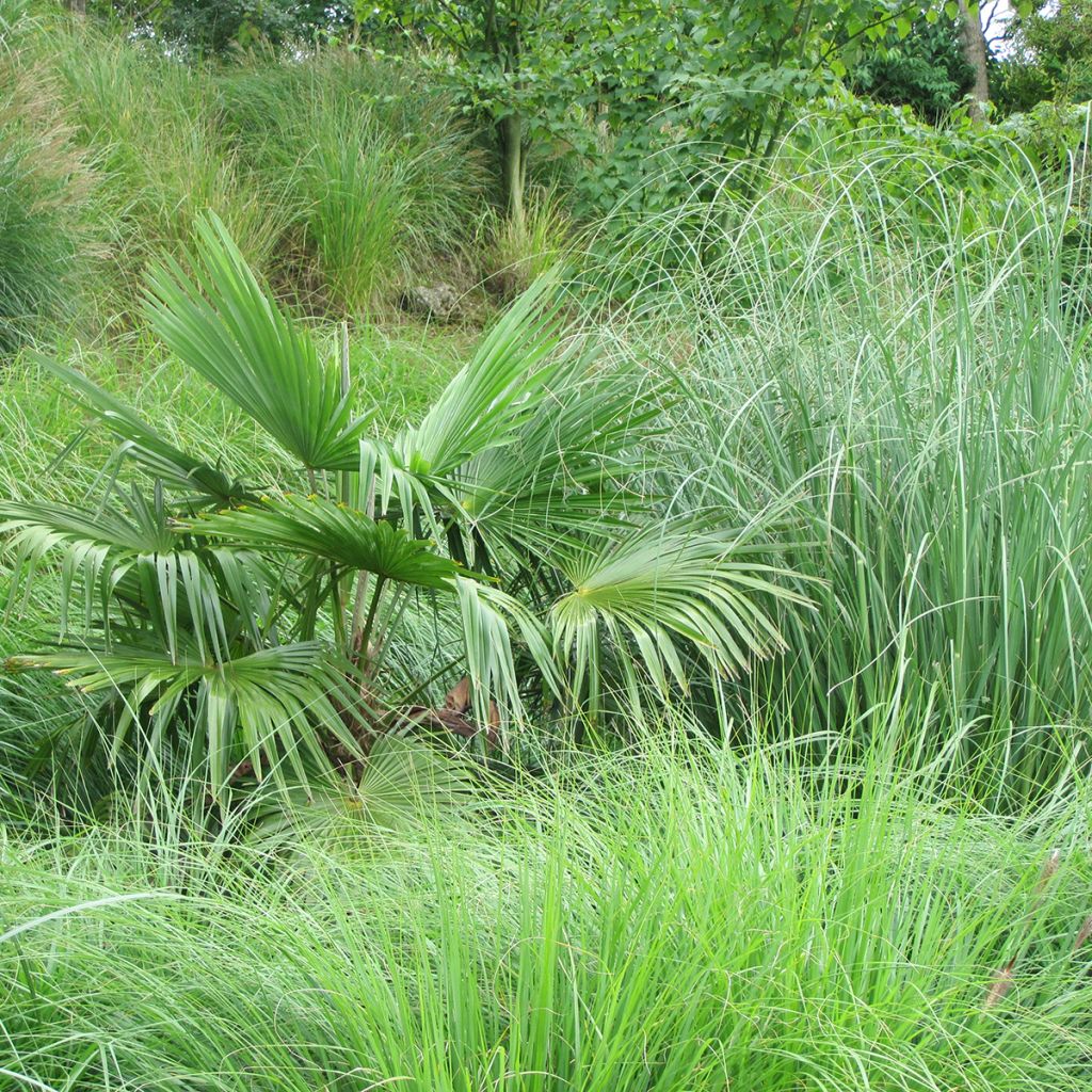 Trachycarpus fortunei (Samen) - Fächerpalme
