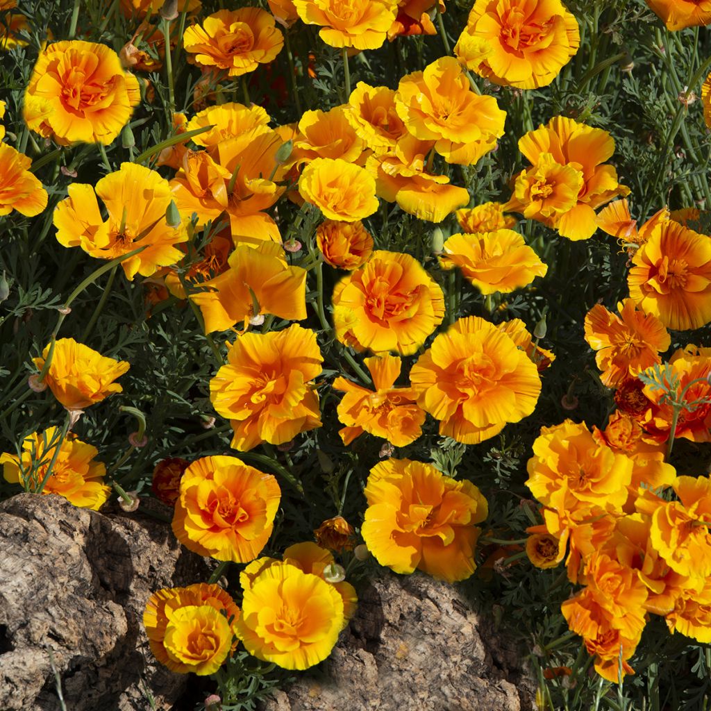 Goldmohn Lady Marmalade (Samen) - Eschscholzia californica