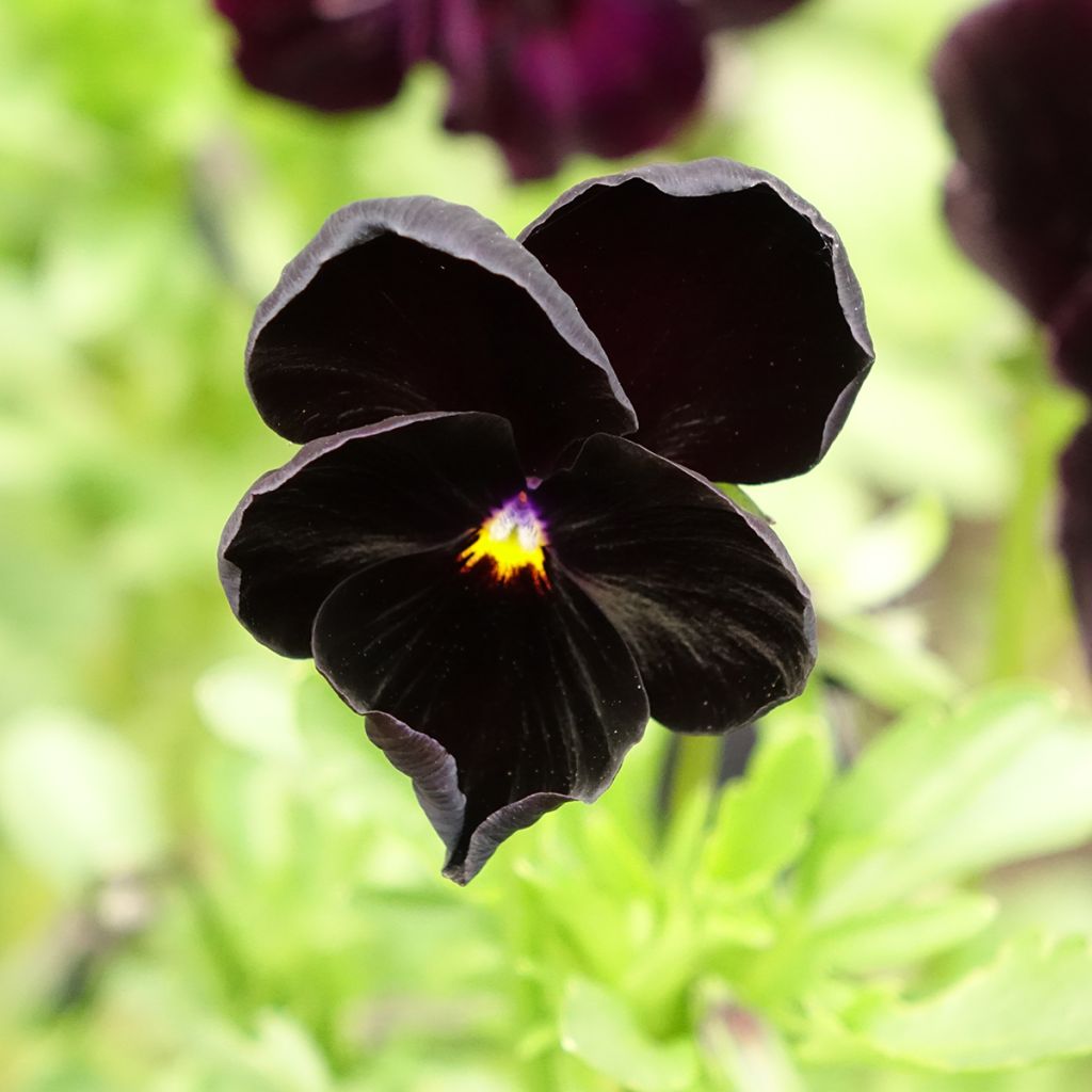 Stiefmütterchen Black Cristal (Samen)