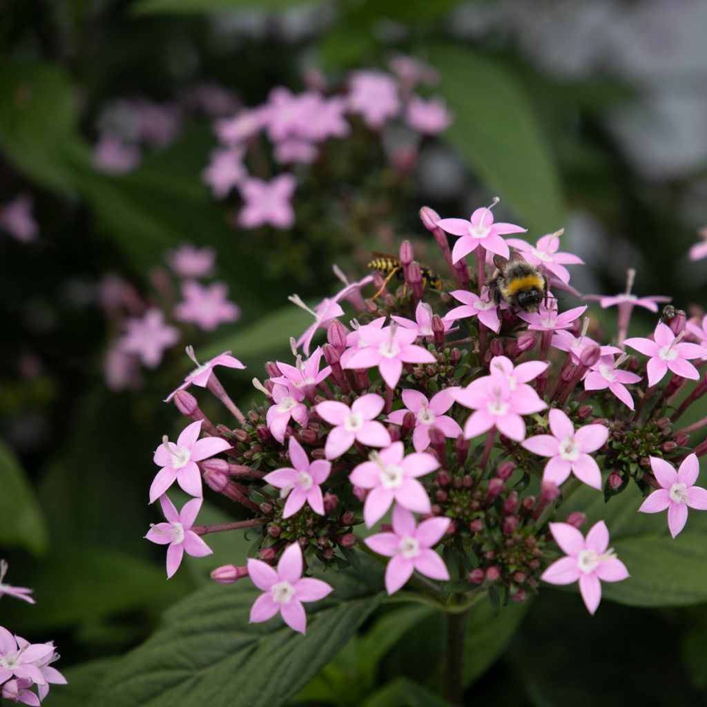 Pentas Northern Lights Lavender (Samen) - Fünfzahlstrauch