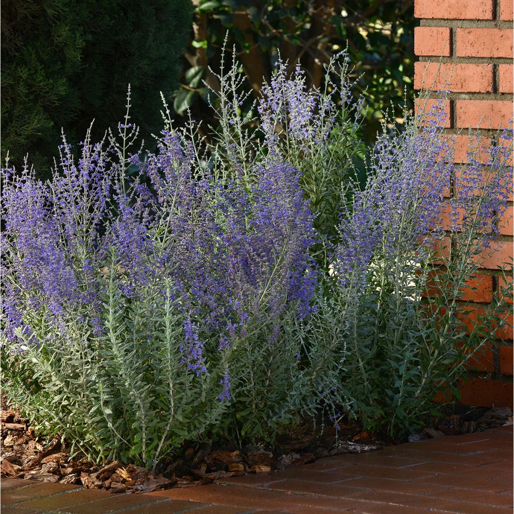 Blauraute Blue Steel (Samen) - Perovskia atriplicifolia