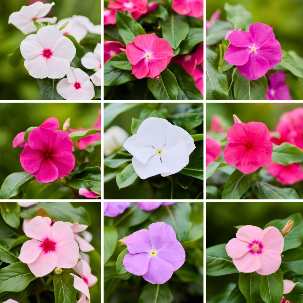 Rosafarbene Catharanthe Heatwave Mix (samen) - Catharanthus roseus