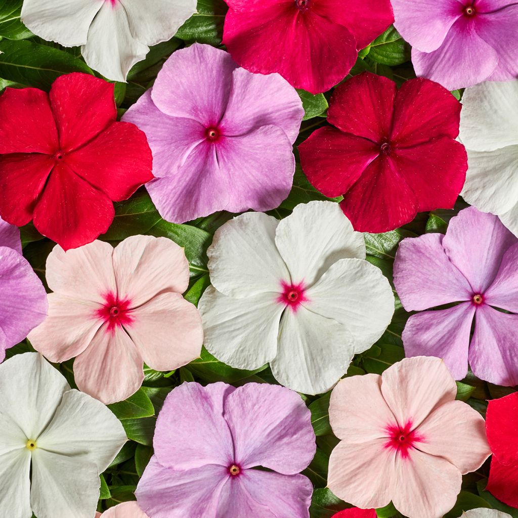 Rosafarbene Catharanthe Volcano F1 Mix (samen) - Catharanthus