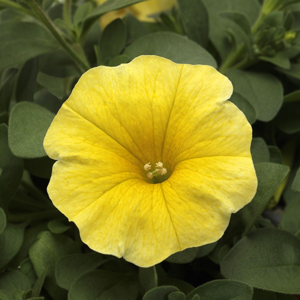 Petchoa Caliburst Yellow (Samen)