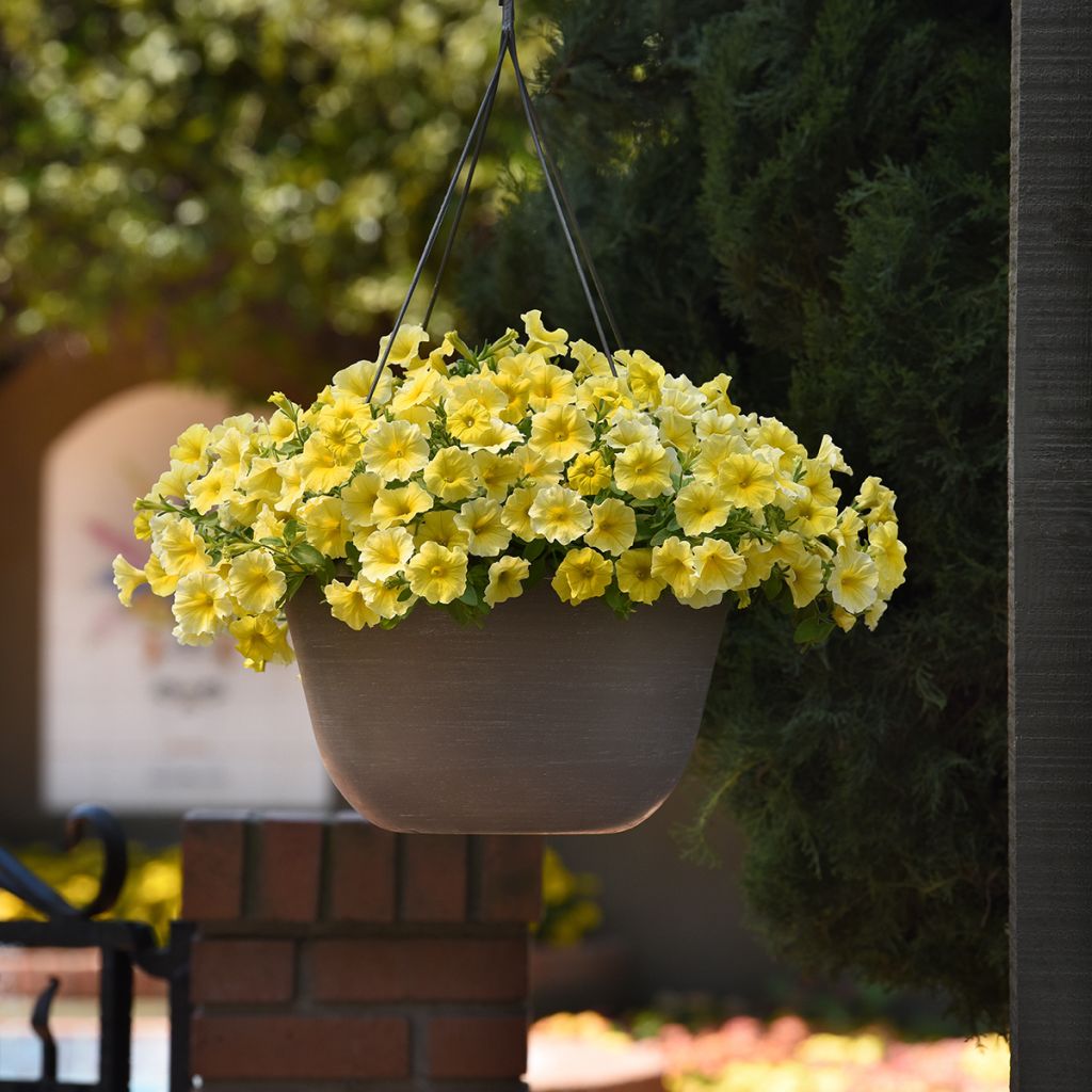Petchoa Caliburst Yellow (Samen)